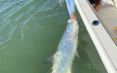 Fort Myers Beach Fishing Charters: Big Action, Easy Access